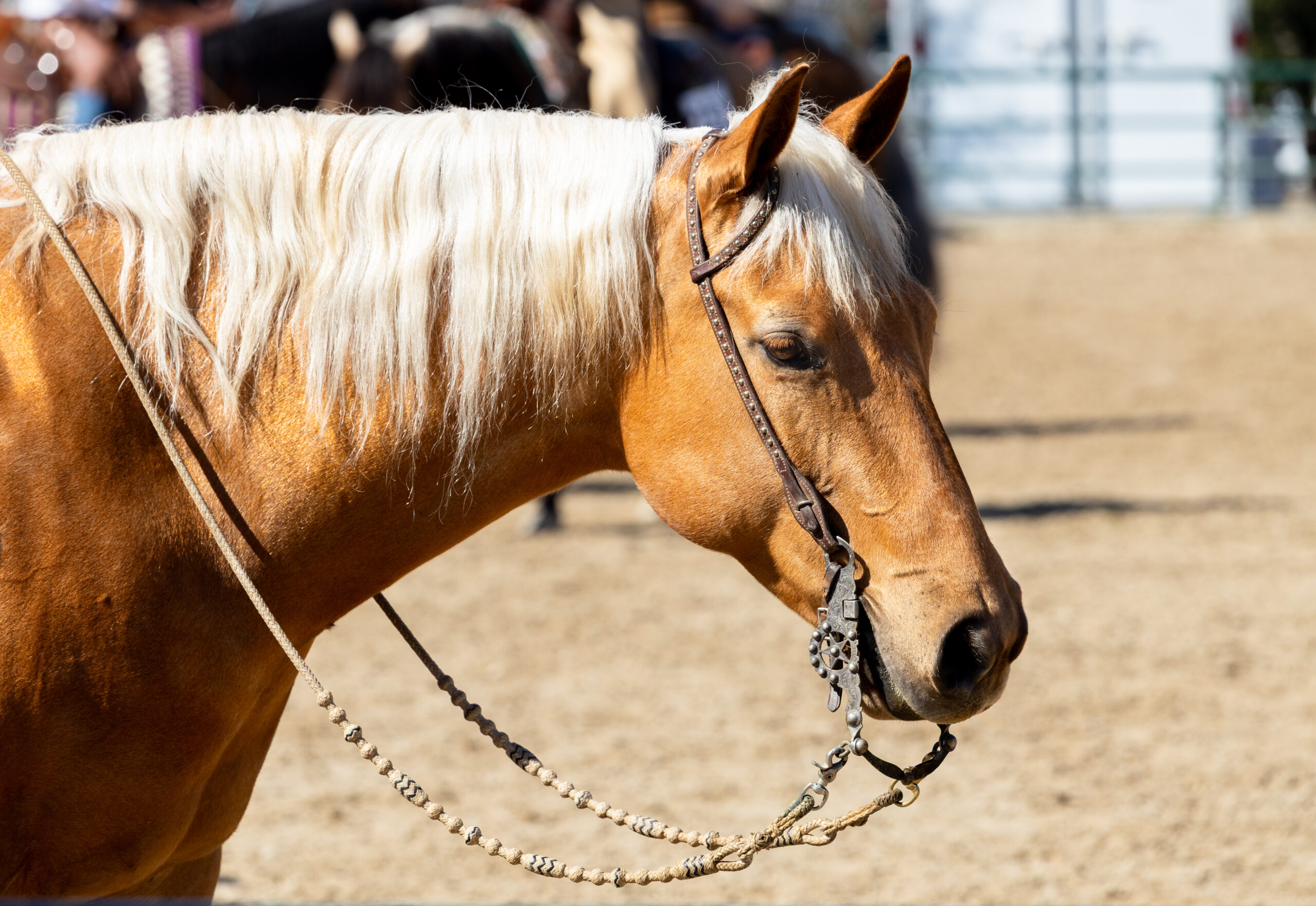 A beautiful palomino horse in a western bridle; Photo by Carolynne Smith
