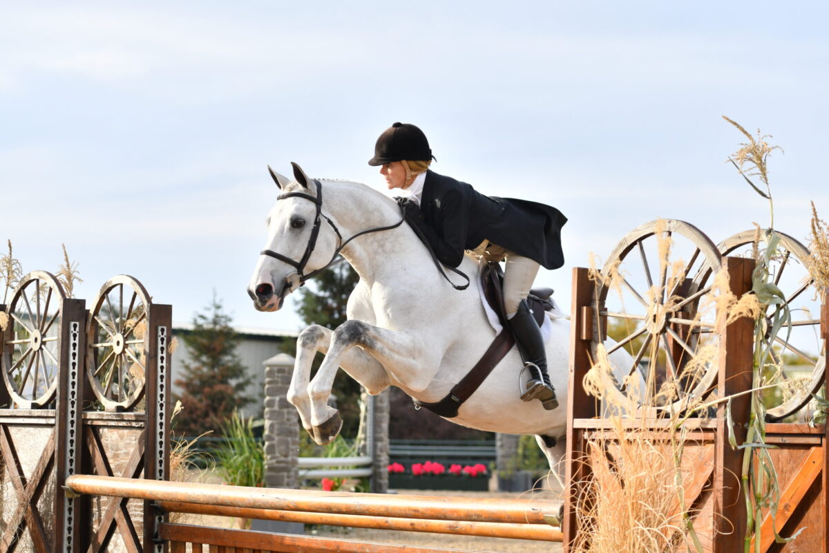 A grey hunter horse in a competition with his rider