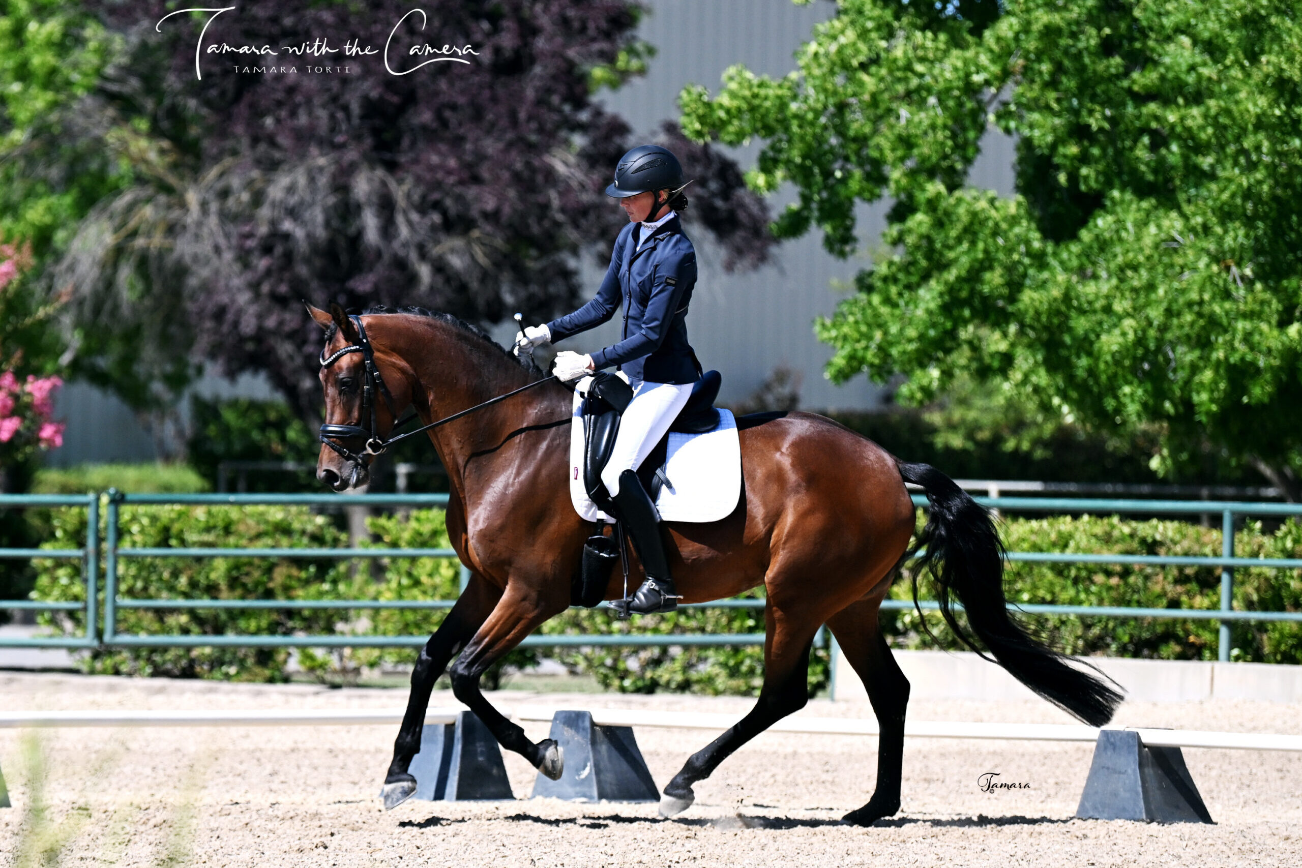 Dressage rider on a bay horse at a show; Photo by Tamara with the Camera