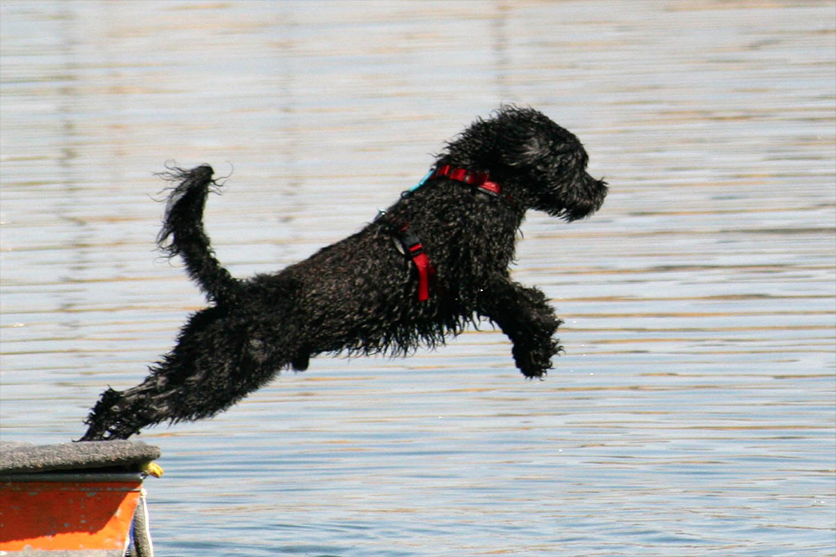 Portuguese Water Dog jumping into water; Photo from Portuguese Water Dog Club of Northern California