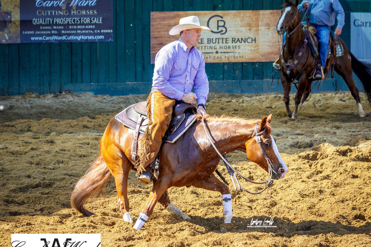 Chestnut cutting horse performs in the Cutting Arena