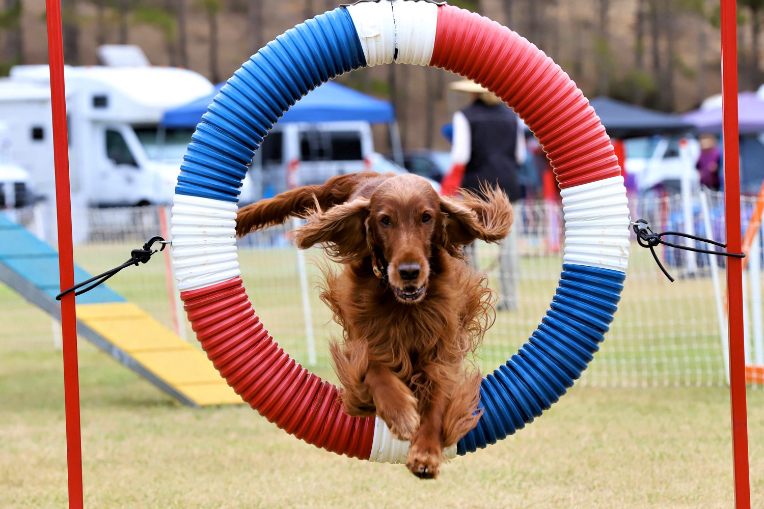 Irish Setter dog on an agility course; Photo from Irish Setter Club of the Pacific
