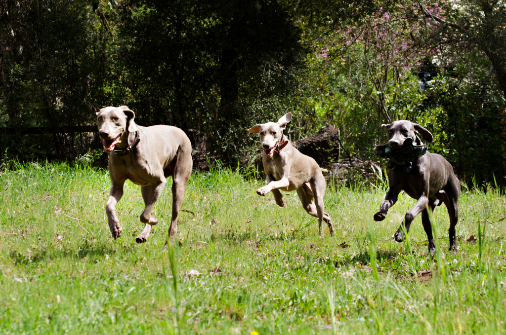 Weimaraner dogs running in a forest setting; Photo from San Francisco Weimaraner Club