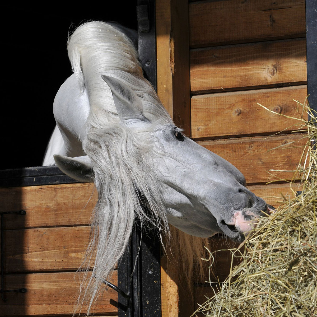 A grey Andalusian horse in a stall reaches for hay